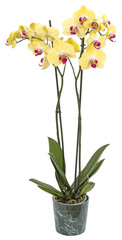 Orchidée phalaenopsis jaune en pot - 787391485
