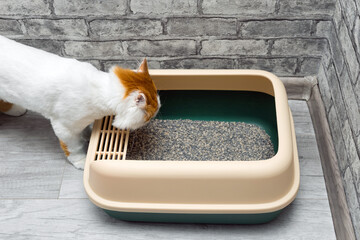 the cat climbs into the cat litter box.
