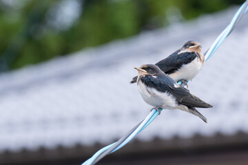電線に止まる2羽の燕の子供