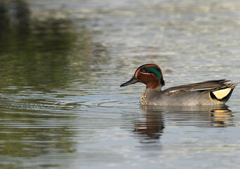 Portrait of a Common Teal at Tubli bay, Bahrain