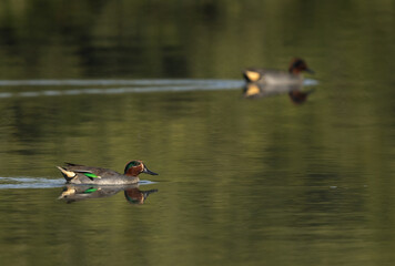 Selective focus on a Common Teal swimming at Tubli bay, Bahrain - obrazy, fototapety, plakaty