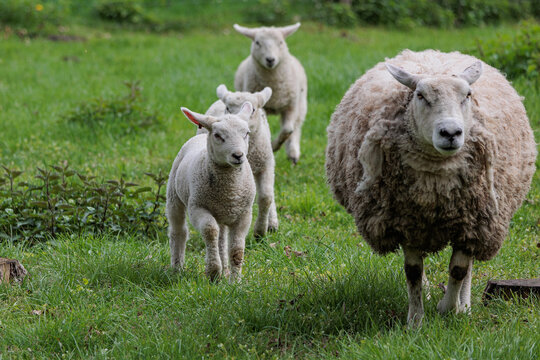 Schafe im Münsterland zur Frühlingszeit