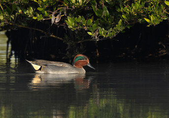 Common Teal swimming at Tubli bay, Bahrain
