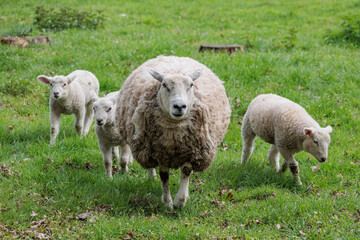 Naklejka na ściany i meble Schafe im Münsterland zur Frühlingszeit
