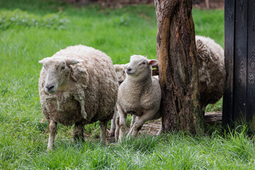Schafe im Münsterland zur Frühlingszeit