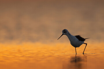 Blacklit image of Black-winged Stilt feeding during sunrise at Asker coast, Bahrain