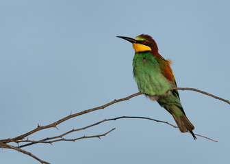 Portrait of a European bee-eater against blue sky in morning light, Bahrain