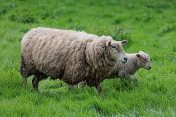 Fototapeta premium Schafe im Münsterland zur Frühlingszeit