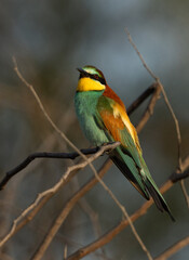 Beautiful European bee-eater in morning light, Bahrain