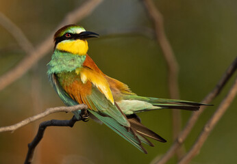 Closeup of a European bee-eater preening, perched on a tree at Bahrain