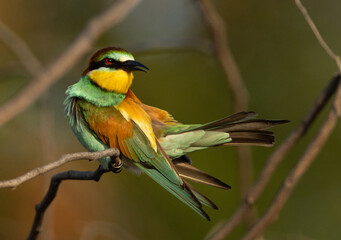 European bee-eater preening, perched on a tree at Bahrain