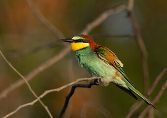 Portrait of a European bee-eater perched on acacia tree, Bahrain