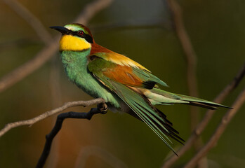 Portrait of a European bee-eater perched on a tree, Bahrain