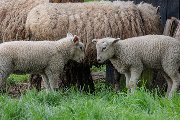 Schafe im Münsterland zur Frühlingszeit