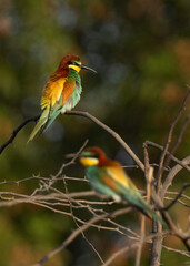 Selective focus on front European bee-eater perched on a tree, Bahrain