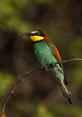 European bee-eater on green in the morning hours, Bahrain
