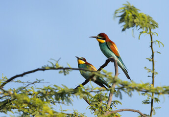 A pair of European bee-eater perched on a tree, Bahrain