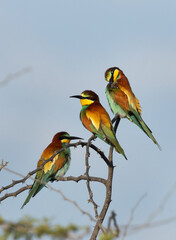 European bee-eaters with splendid coast perched on a tree, Bahrain