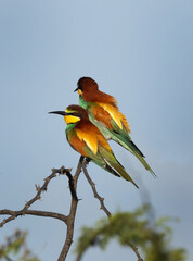 A pair of European bee-eater perched on acacia tree, Bahrain