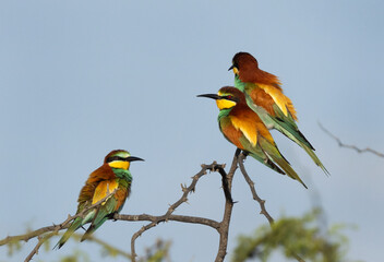 European bee-eaters perched on acacia tree, Bahrain