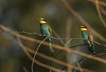 A pair of European bee-eater perched on a tree, Bahrain