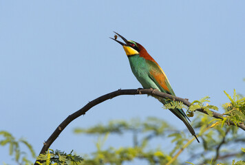 European bee-eater tossing a bee, Bahrain
