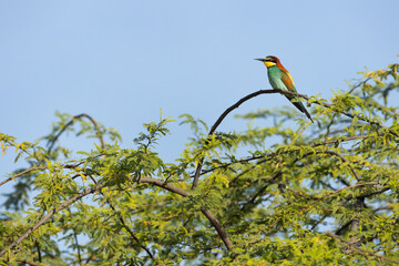 European bee-eater in acacia habitat at Jasra, Bahrain
