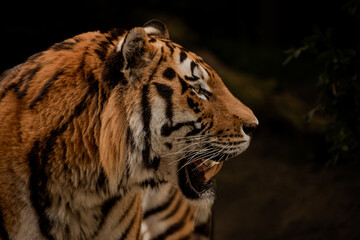Portrait of a tiger