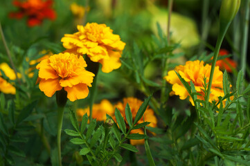 Yellow and Orange Flowers of Marigold (Tagetes).