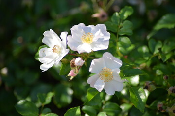 Blühende Blumen