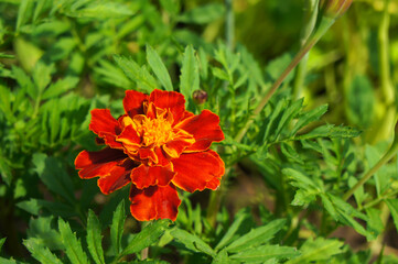 Red and Orange Flower of Marigold (Tagetes).