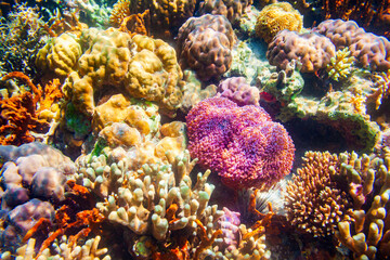 Underwater coral reef tropical landscape