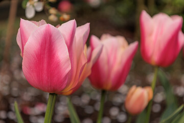 Tulpen im Münsterland