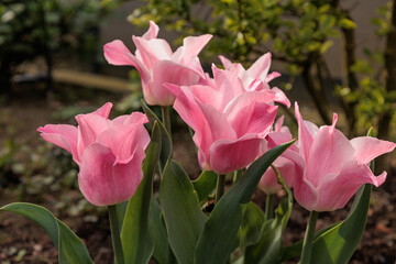 Tulpen im Münsterland