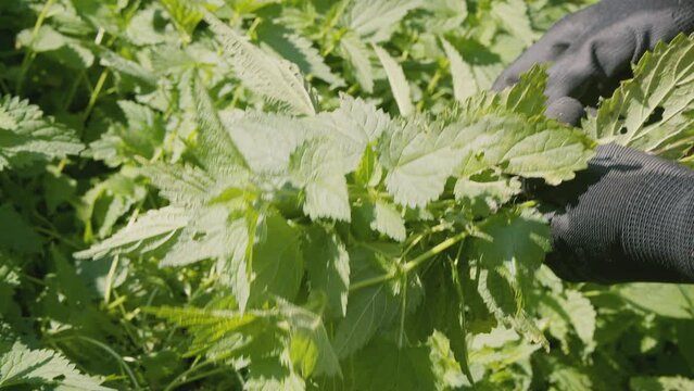 Close up of woman's hand picking fresh raw stinging nettle (Urtica dioica). Healthy diet, natural cure, wild medicinal herbs. . High quality 4k footage