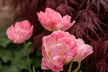 Tulpen im M&uuml;nsterland