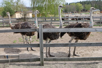 Young ostriches flocked together in an enclosure at an ostrich farm. Yasnohorodka, Ukraine.