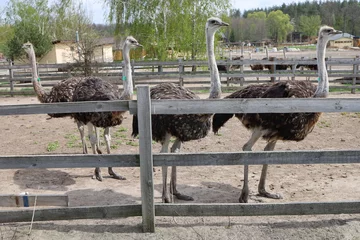 Fotobehang Young ostriches flocked together in an enclosure at an ostrich farm. Yasnohorodka, Ukraine. © Юрій Борисов