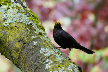 male common blackbird perching on the tree branch close-up