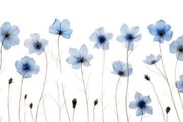 PNG  Real pressed blue flowers outdoors nature petal. - obrazy, fototapety, plakaty