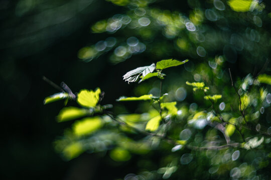 Green leaves, shallow depth of field, and  blur bokeh effect with vintage lens