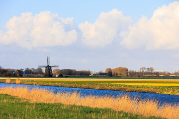 Landscape in the Netherlands with drainage canal, blooming tulip fields and windmill near Alkmaar