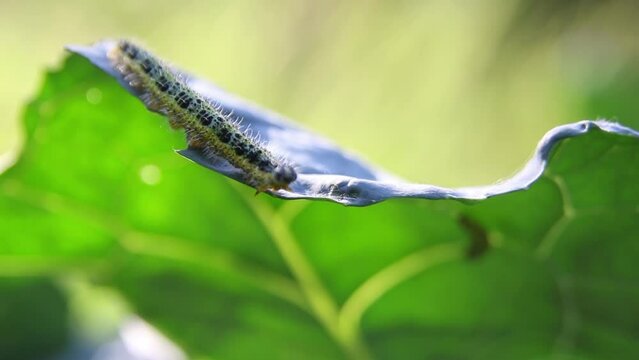 Worm caterpillar crawling on green leaves in the forest