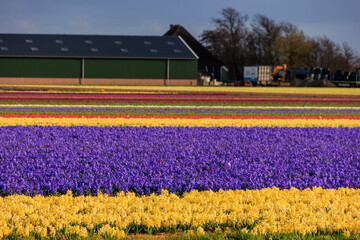 blooming hyacinth and flower fields in Front of an Rainbow in the Netherlands near Alkmaar,