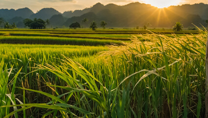 ripe rice on the plantation environment