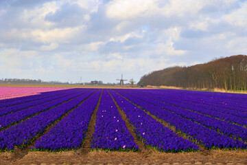blooming tulip and flower fields in Front of an Rainbow in the Netherlands near Alkmaar,
