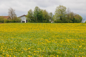 A meadow is overflowing with the sun-yellow flowers of the dandelion