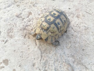 turtle on a rock