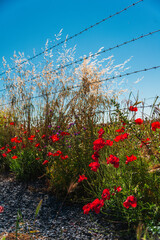 Poppies by the Barbed Wire