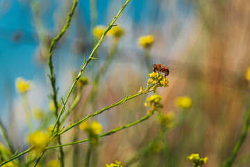 Summer Bee on Blossom